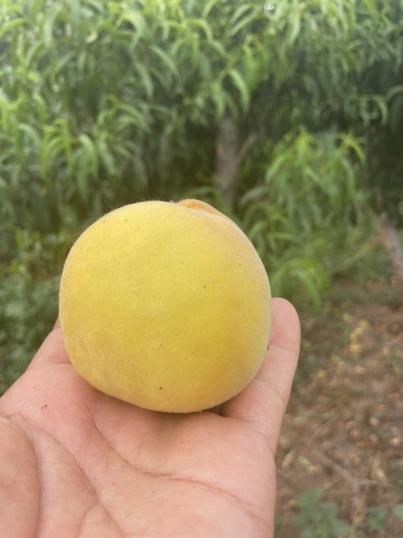 锦春黄桃树苗，早熟黄肉毛桃品种，口感脆甜，套袋金黄色