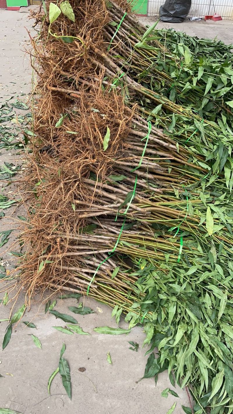 锦春黄桃树苗，早熟黄肉毛桃品种，口感脆甜，套袋金黄色