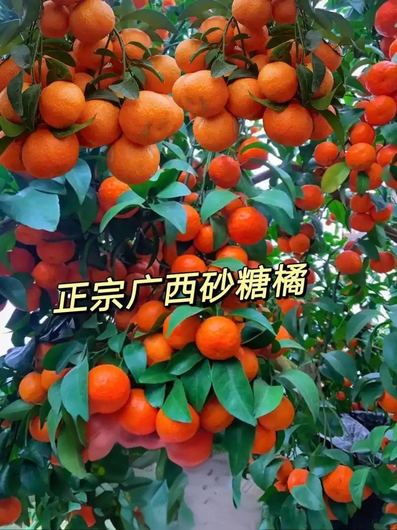 『一件代发』广西砂糖橘电商抖音拼多多淘宝各大平台均可详谈