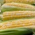 《新上市》新鲜水果玉米上市，质优价廉。欢迎各地老板前来选