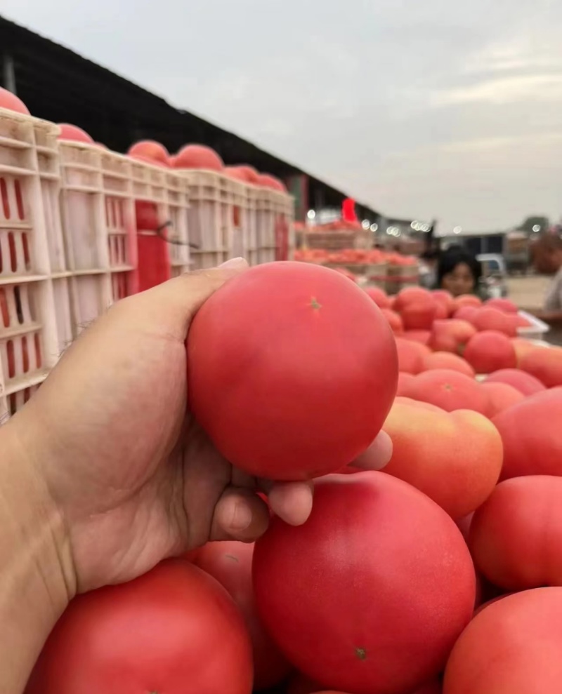 西红柿新货上市量大质优支持全国发货。欢迎各地老板前来选购。
