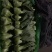 河北邯郸精品上海青小油菜，量大价优，小油菜
