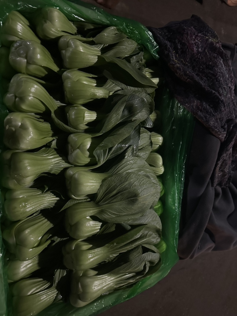河北邯郸精品上海青小油菜，量大价优，小油菜