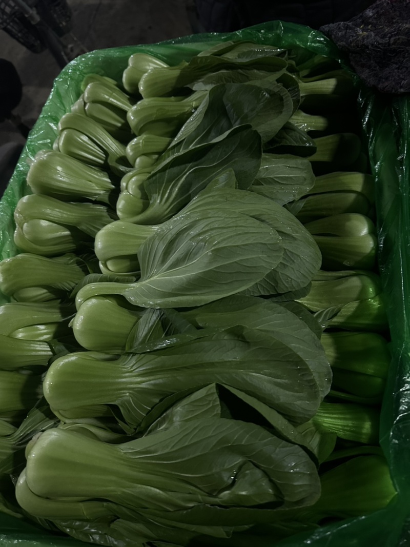 河北邯郸精品上海青小油菜，量大价优，小油菜