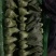 河北邯郸精品上海青小油菜，量大价优，小油菜