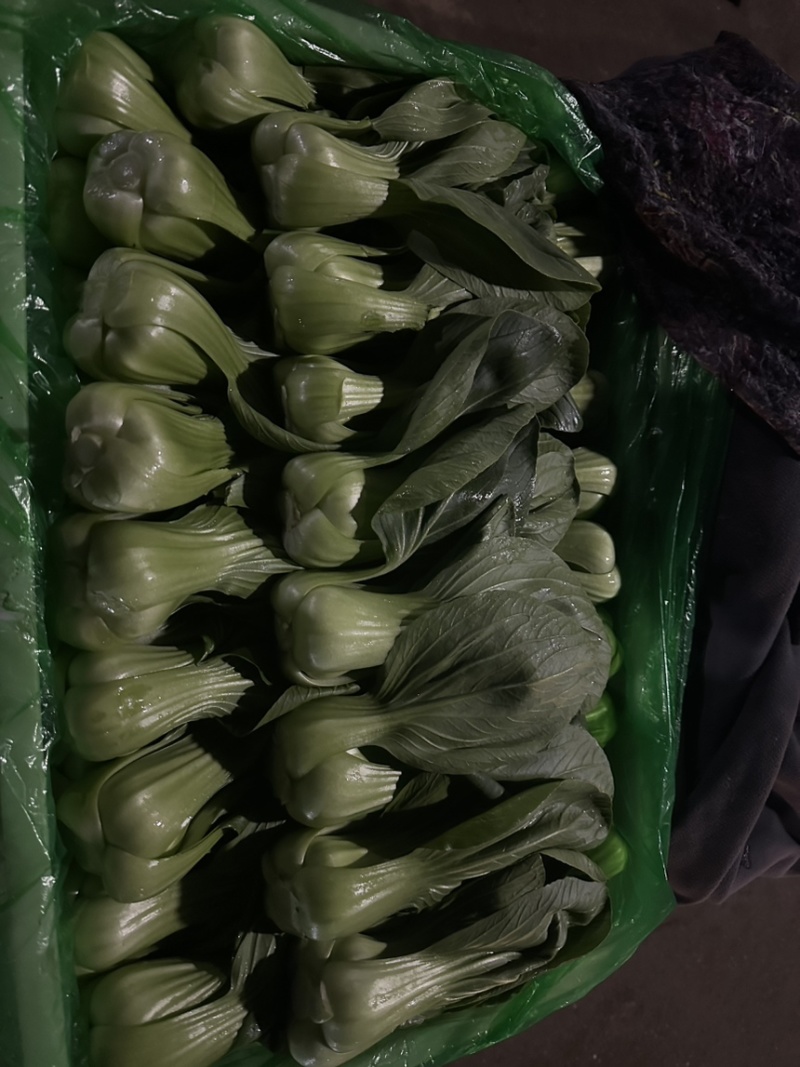 河北邯郸精品上海青小油菜，量大价优，小油菜