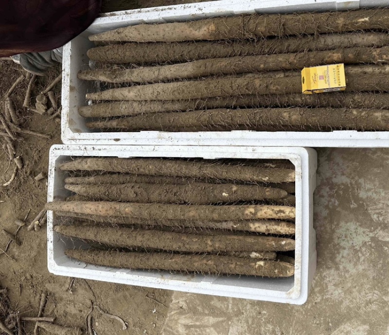 河北精品双棒山药口感粉糯，质优价廉，货量充足，欢迎咨询