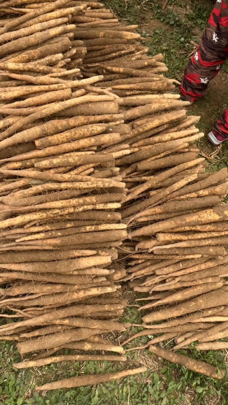 北方之家-电商社区团购商超市场供应铁棍山药