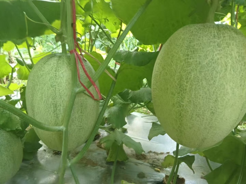 精品（甘肃民勤小密25）质量三包，皮薄多汁量大从优