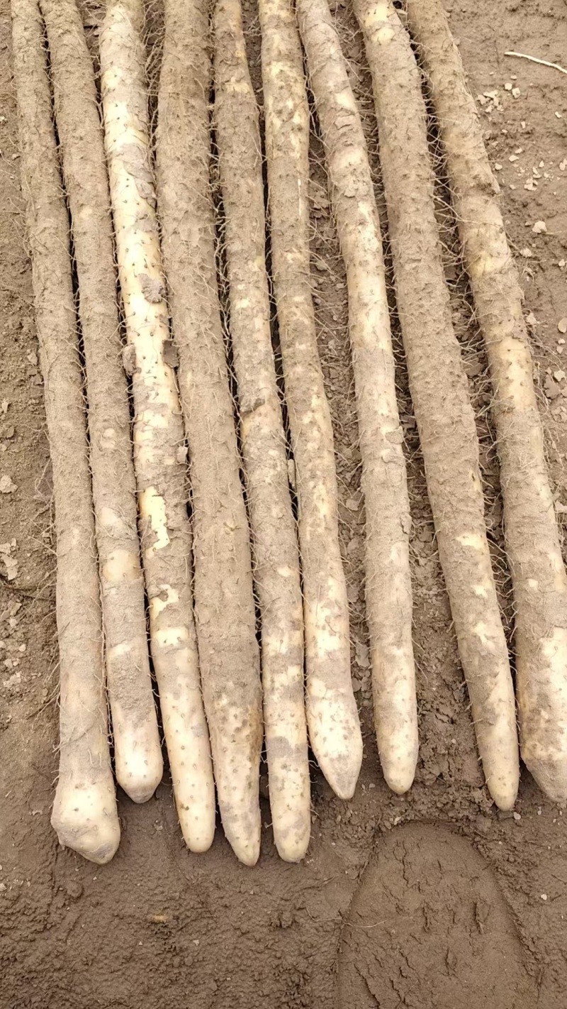 精品山药白嘴山药基地直发品质保证量大从优价格实惠