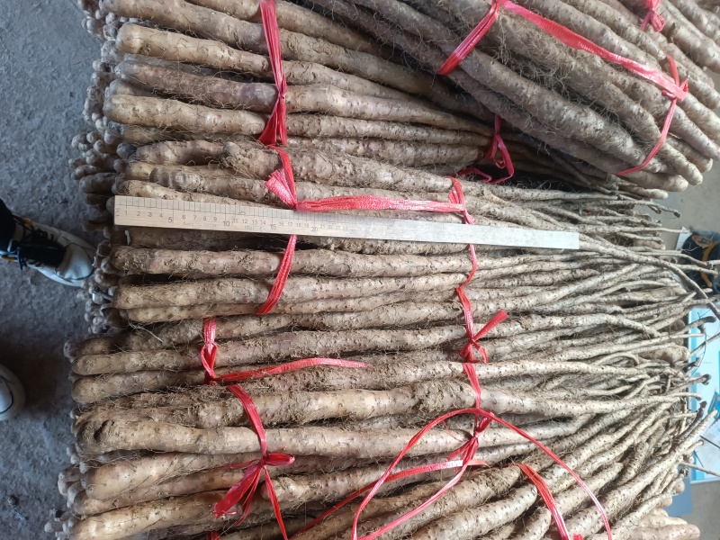 红皮垆土铁棍山药