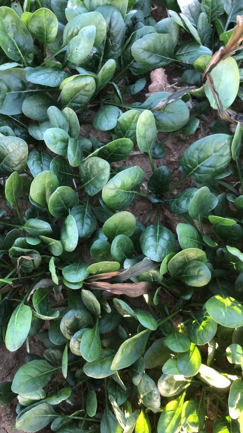 红根地爬圆叶菠菜预计12月15号左右可以挖100亩
