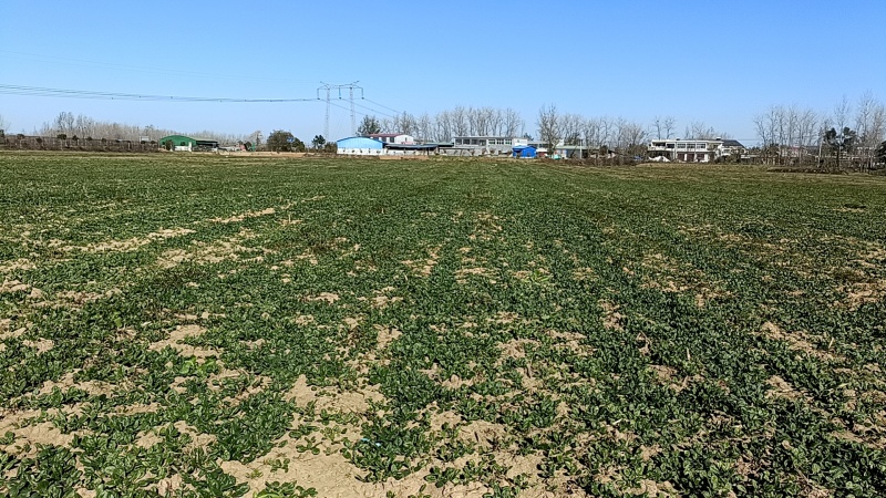 红根地爬圆叶菠菜预计12月15号左右可以挖100亩