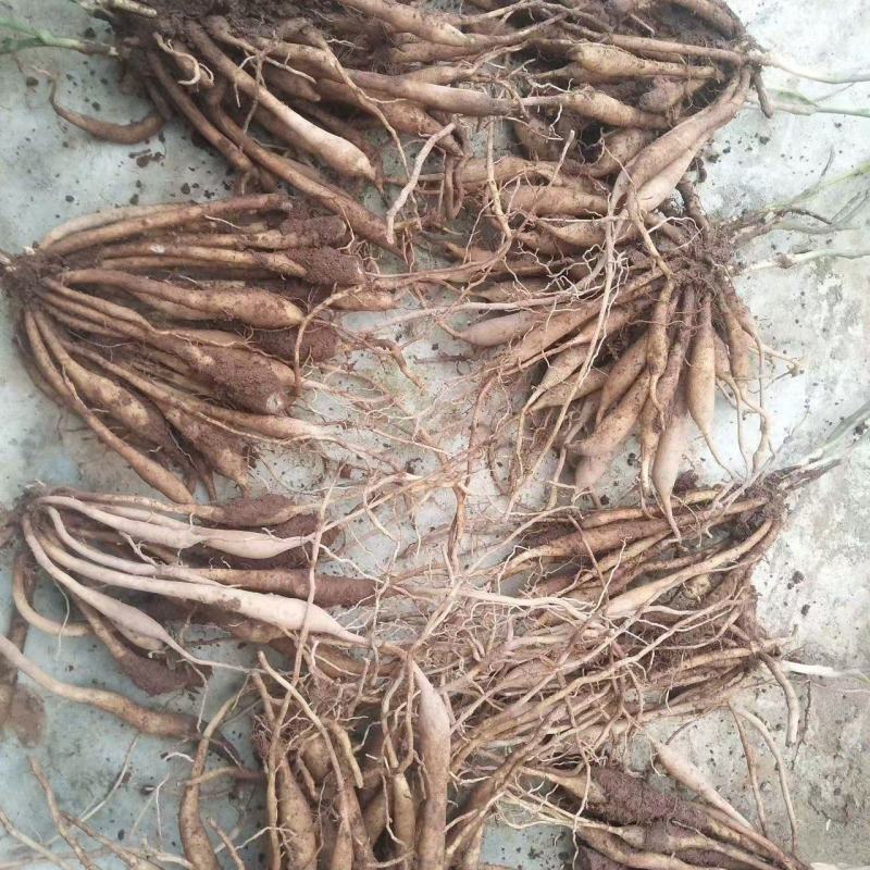 百部种苗，成活率高，量大从优，提供技术指导，欢迎联系。