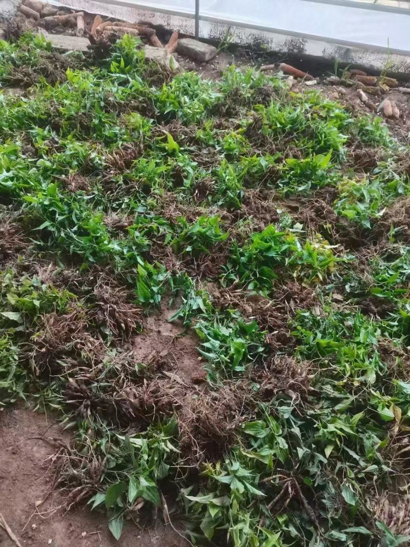 百部种苗，成活率高，量大从优，提供技术指导，欢迎联系。