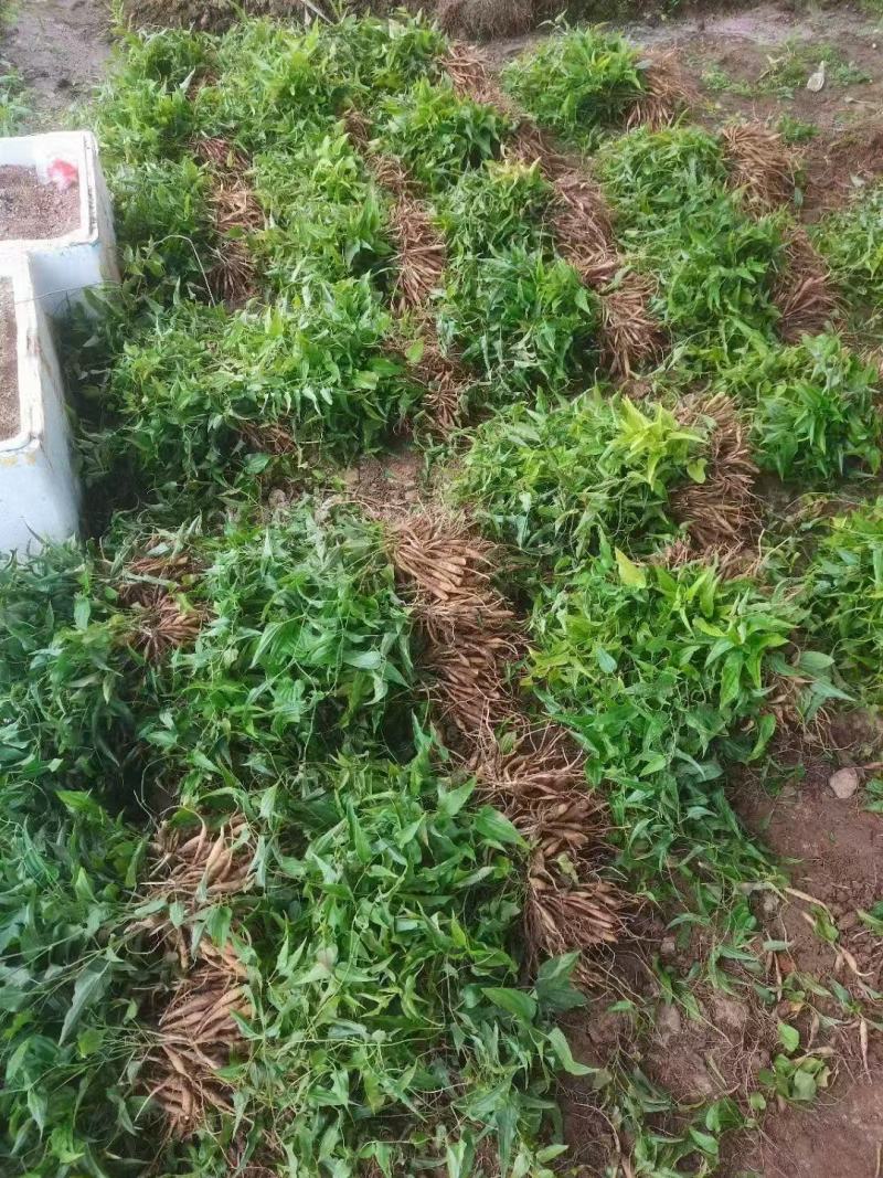 百部种苗，成活率高，量大从优，提供技术指导，欢迎联系。