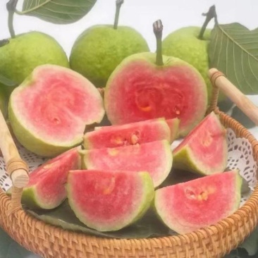 红宝石，西瓜红珍珠芭乐欢迎市场，电商，工厂合作大量货源