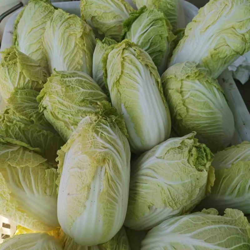 【物流方便】大娃娃菜精品发货按需包装对接全国来电下单
