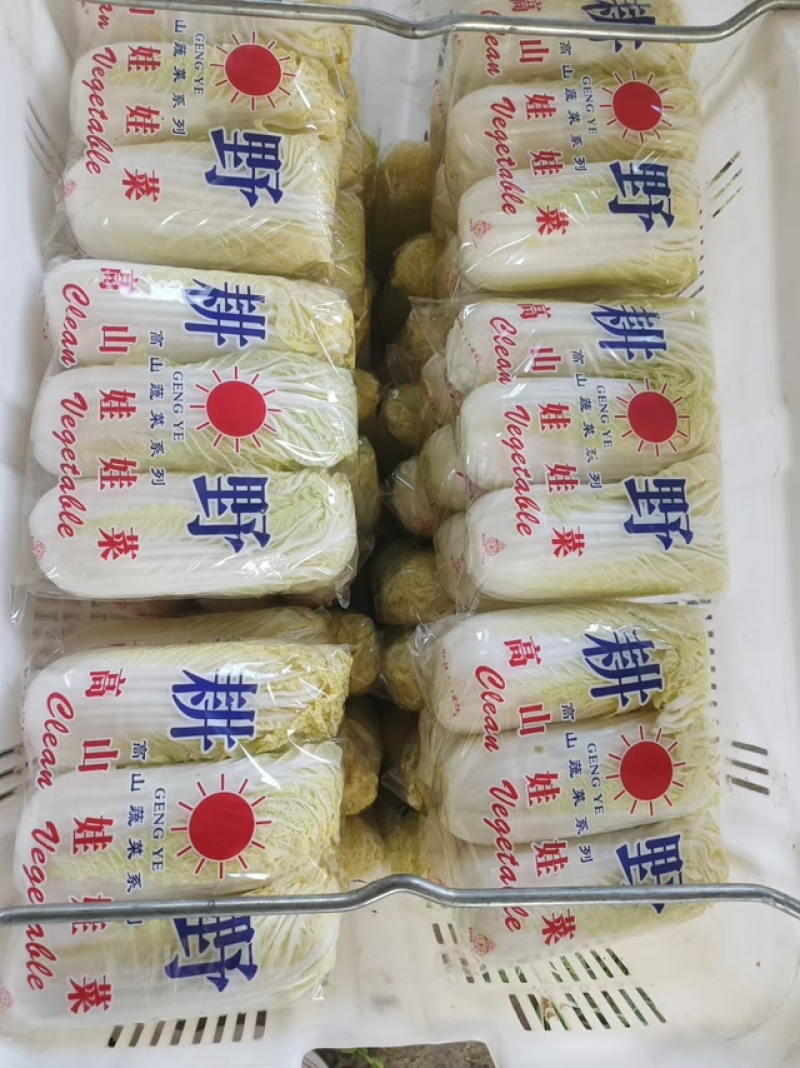 【物流方便】大娃娃菜精品发货按需包装对接全国来电下单