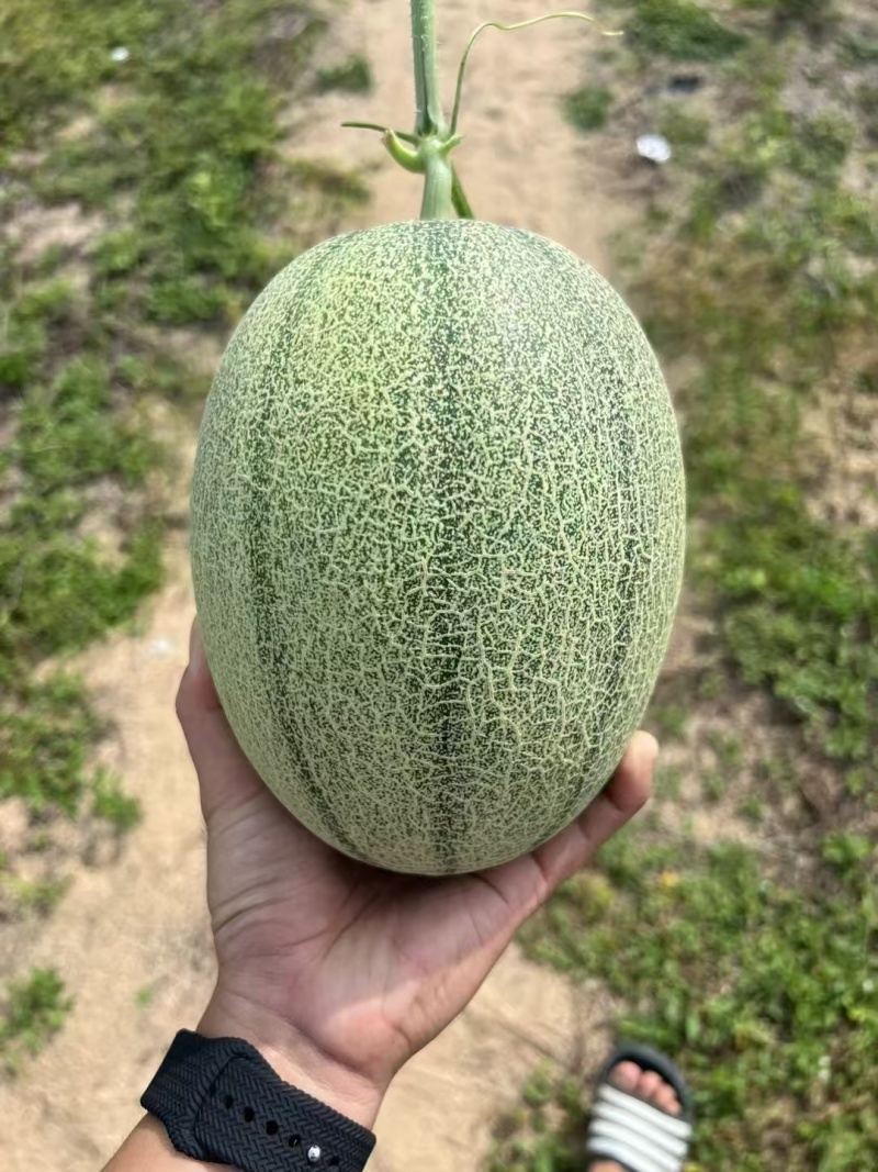 【精品】晓蜜25，皮薄多汁，欢迎市场，店商超市直接对接