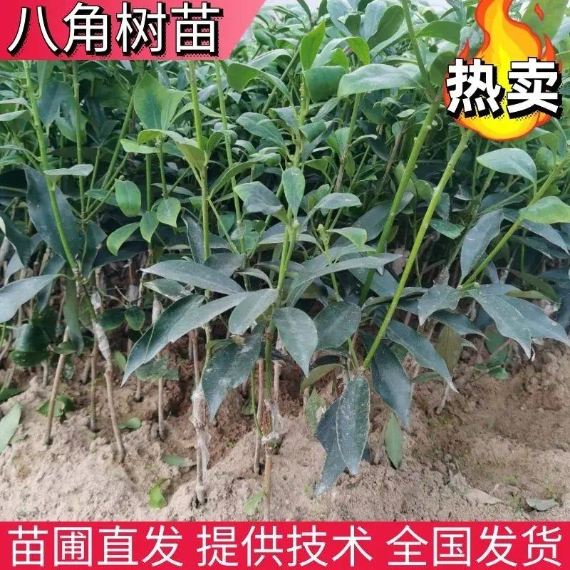 【八角树苗】高产八角嫁接苗直发提供技术全部都是经过嫁接好的