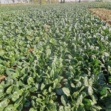 兴平爬地菠菜大量出售，20亩新鲜菠菜地里现挖，无任何虫