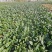 兴平爬地菠菜大量出售，20亩新鲜菠菜地里现挖，无任何虫
