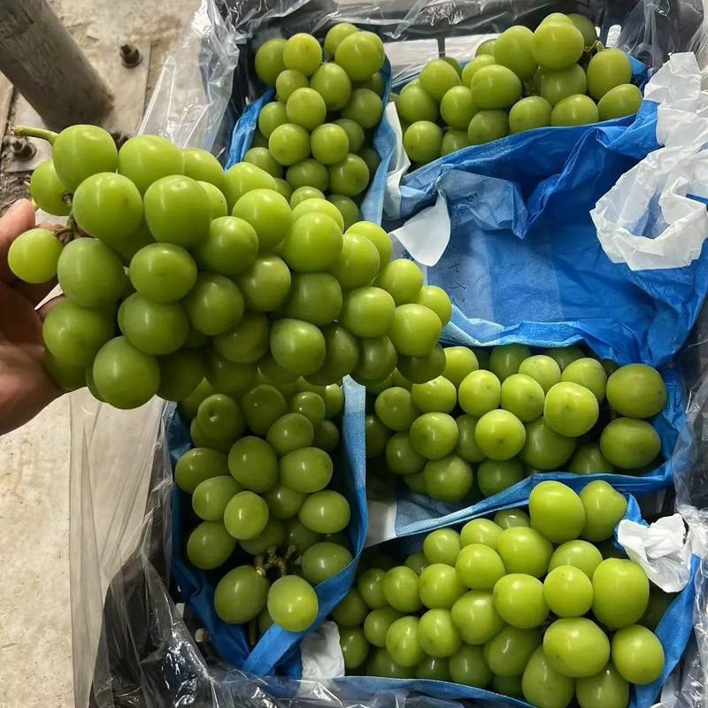 山东阳光玫瑰葡萄商超电商批发团购货，货源充足