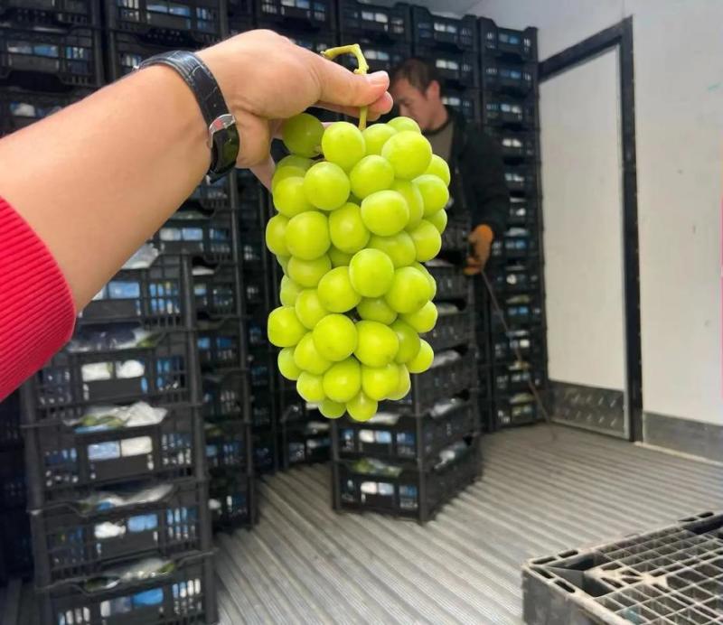 山东阳光玫瑰葡萄商超电商批发团购货，货源充足