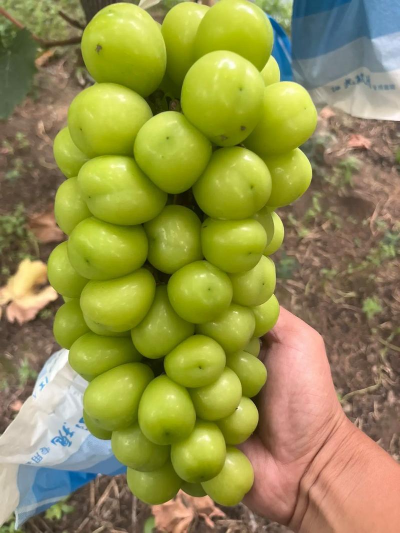 山东阳光玫瑰葡萄商超电商批发团购货，货源充足