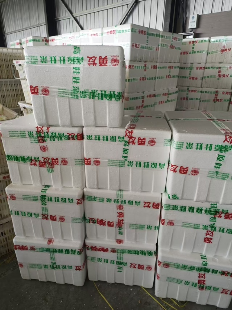 【协助装车】小娃娃菜袋装散装都可以按需发货欢迎讨价还价