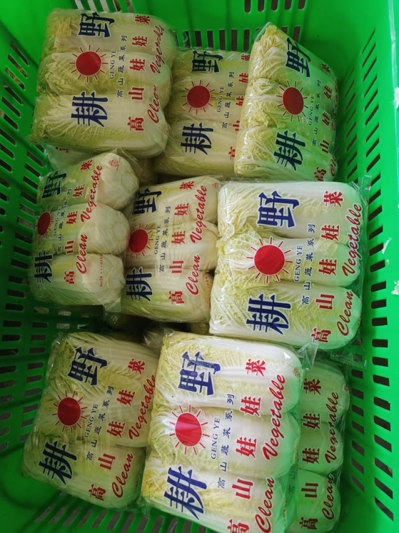 娃娃菜大娃娃菜小娃娃菜价格电议对接全国