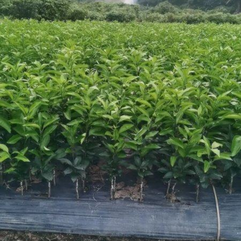 积橙头沃柑苗，大叶积壳沃柑苗五月新苗成活率高欢迎下单