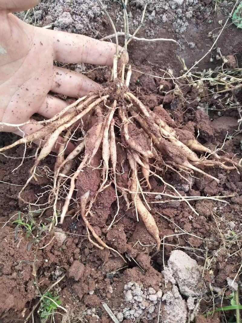 大量供应百部苗现货基地直发，成活率高，技术指导，欢迎联系