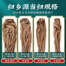 当归甘肃正宗岷县无硫磺干货批发可切片可配特级煲汤泡水不是