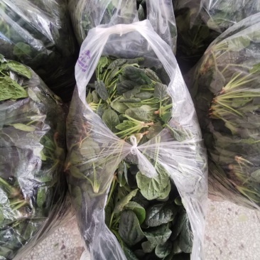 陕西兴平爬地菠菜大量出售，没有中间商农户直供，20亩菠菜