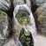 陕西兴平爬地菠菜大量出售，没有中间商农户直供，20亩菠菜