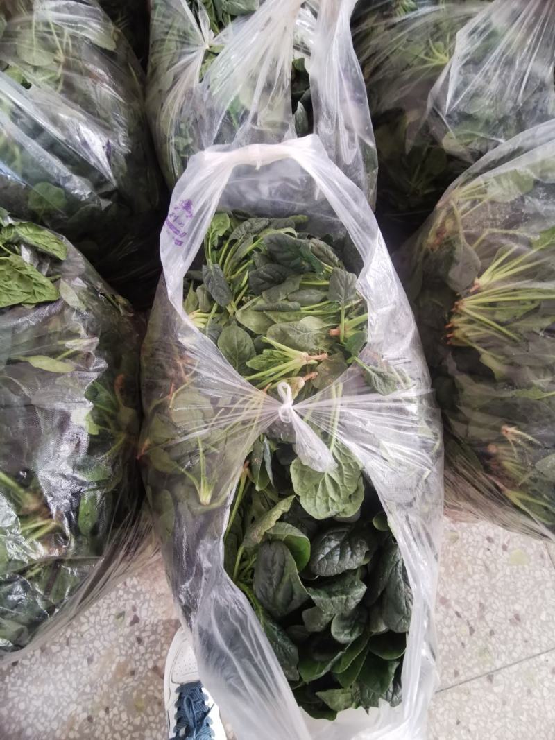 陕西兴平爬地菠菜大量出售，没有中间商农户直供，20亩菠菜