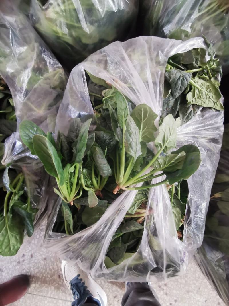 陕西兴平爬地菠菜大量出售，没有中间商农户直供，20亩菠菜