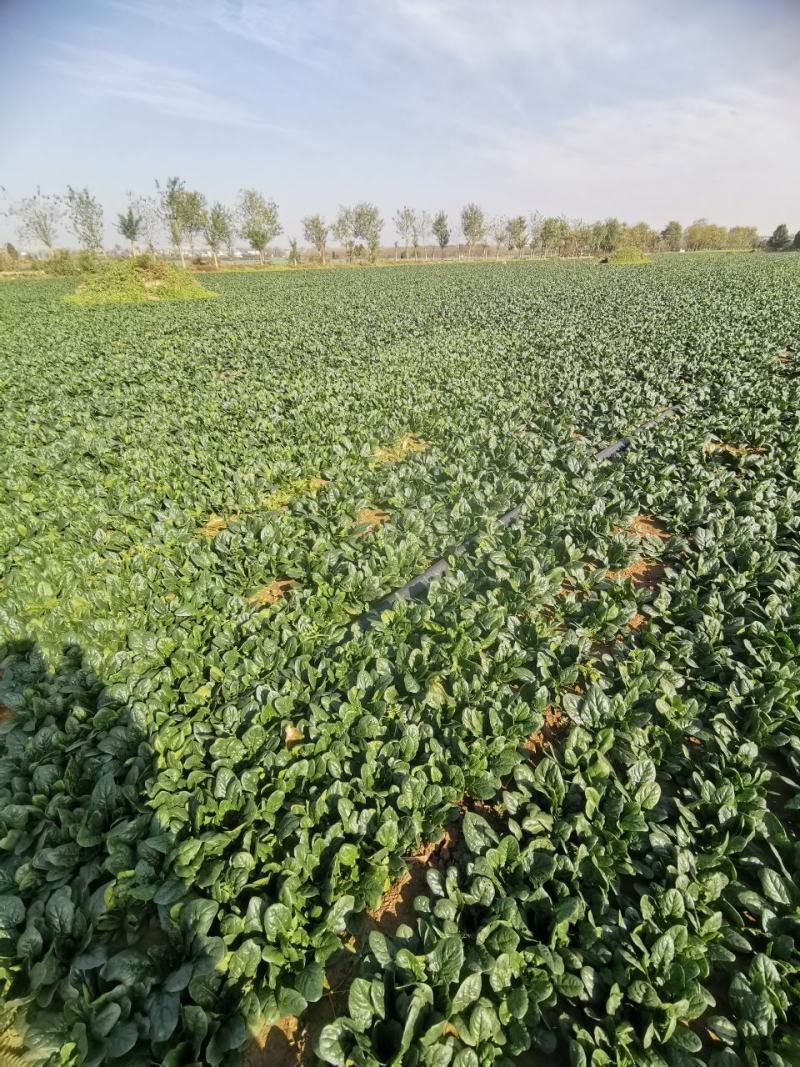 陕西兴平爬地菠菜大量出售，没有中间商农户直供，20亩菠菜