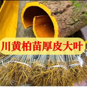 黄柏苗，中药材经济林苗木，植树造林苗木一手货源量大。