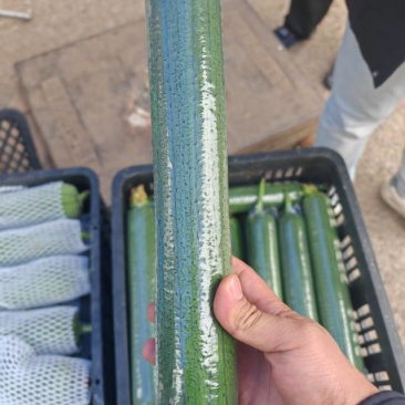 香丝瓜品质，质量漂亮