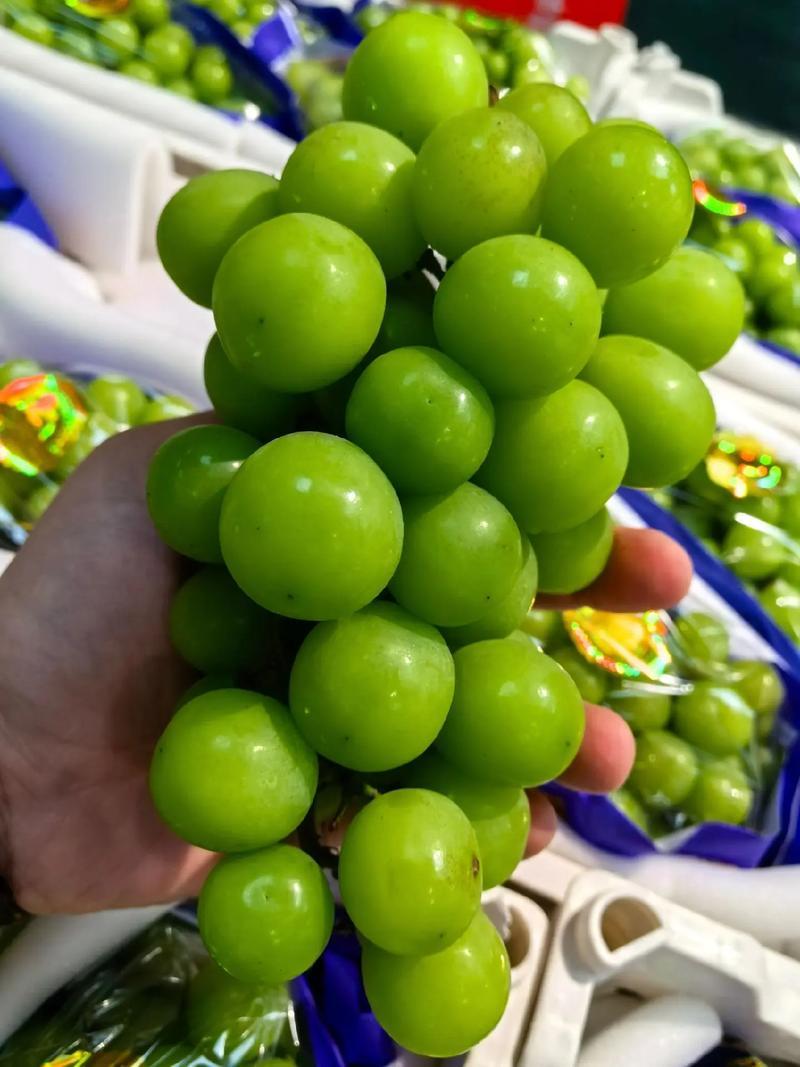 阳光玫瑰葡萄货源充足产地直销电商批发市场团购理想产品