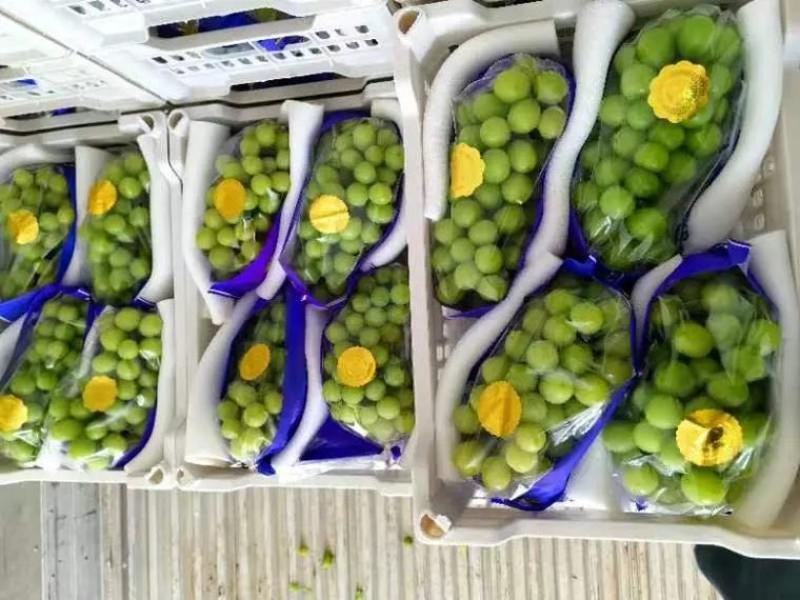 阳光玫瑰葡萄货源充足产地直销电商批发市场团购理想产品