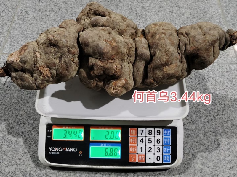 天然野生何首乌，单个1一6斤不等，新鲜大个**