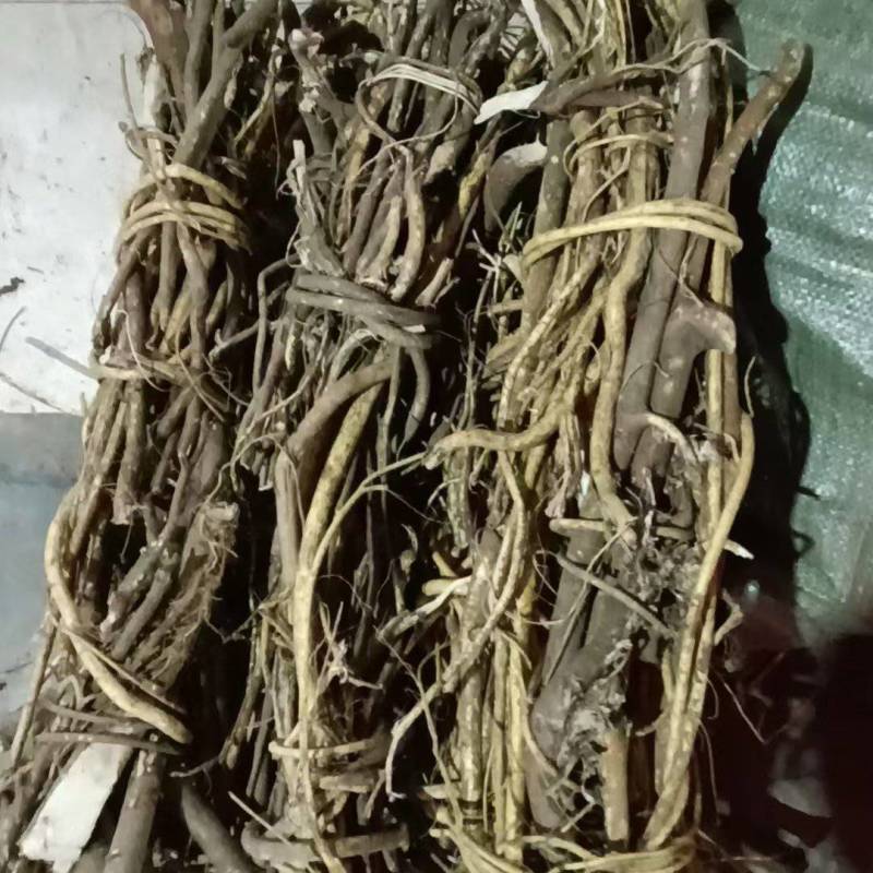 纯野生鲜五指毛桃需要的要预订