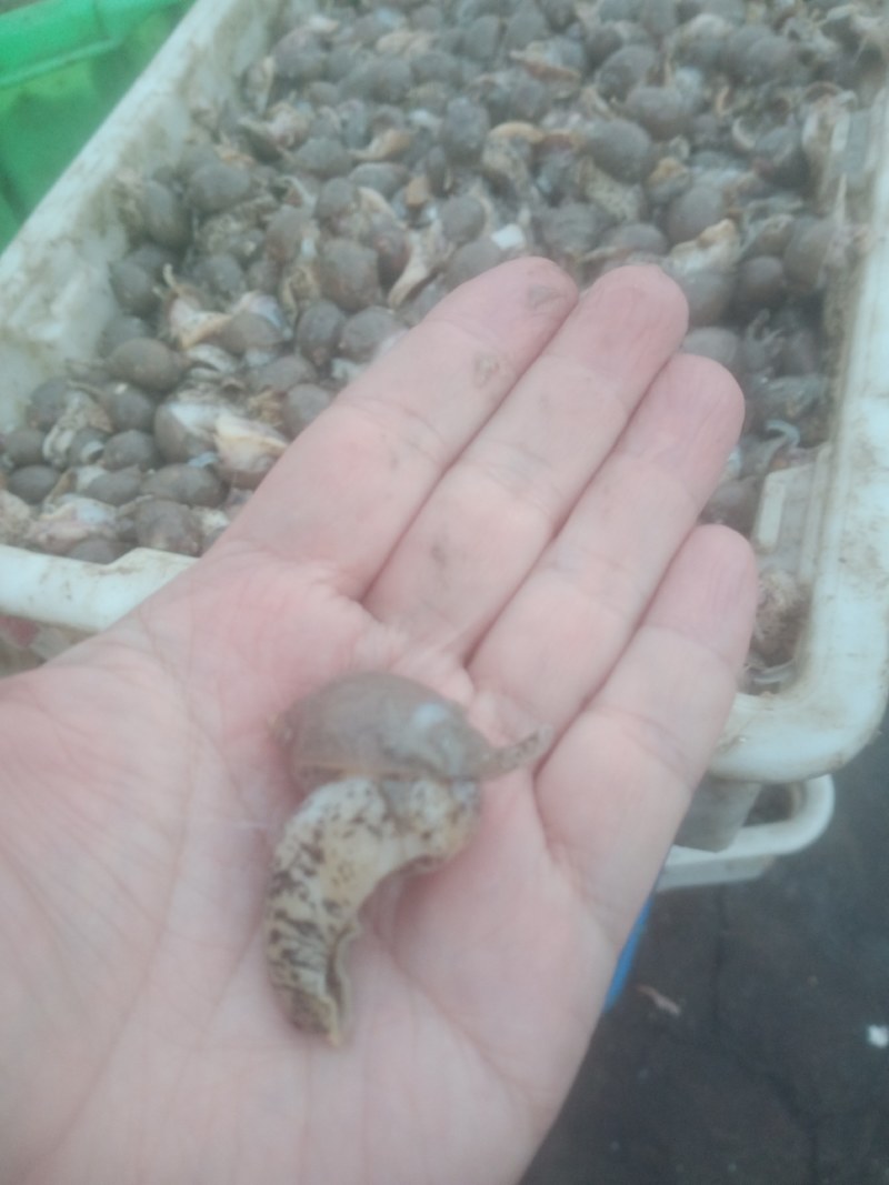 鲍鱼螺