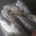 河豚