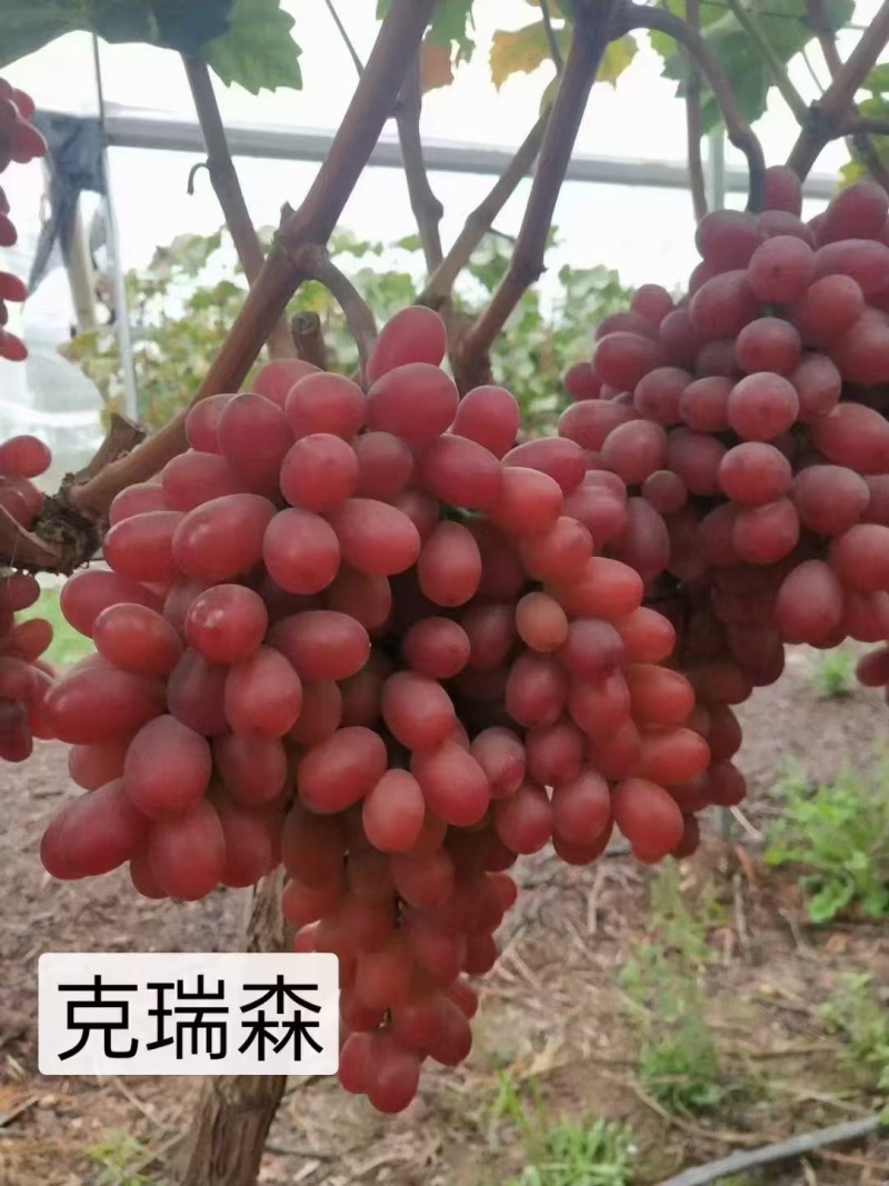 精品葡萄苗，克伦生葡萄苗1年苗，品种规格齐全价格实惠