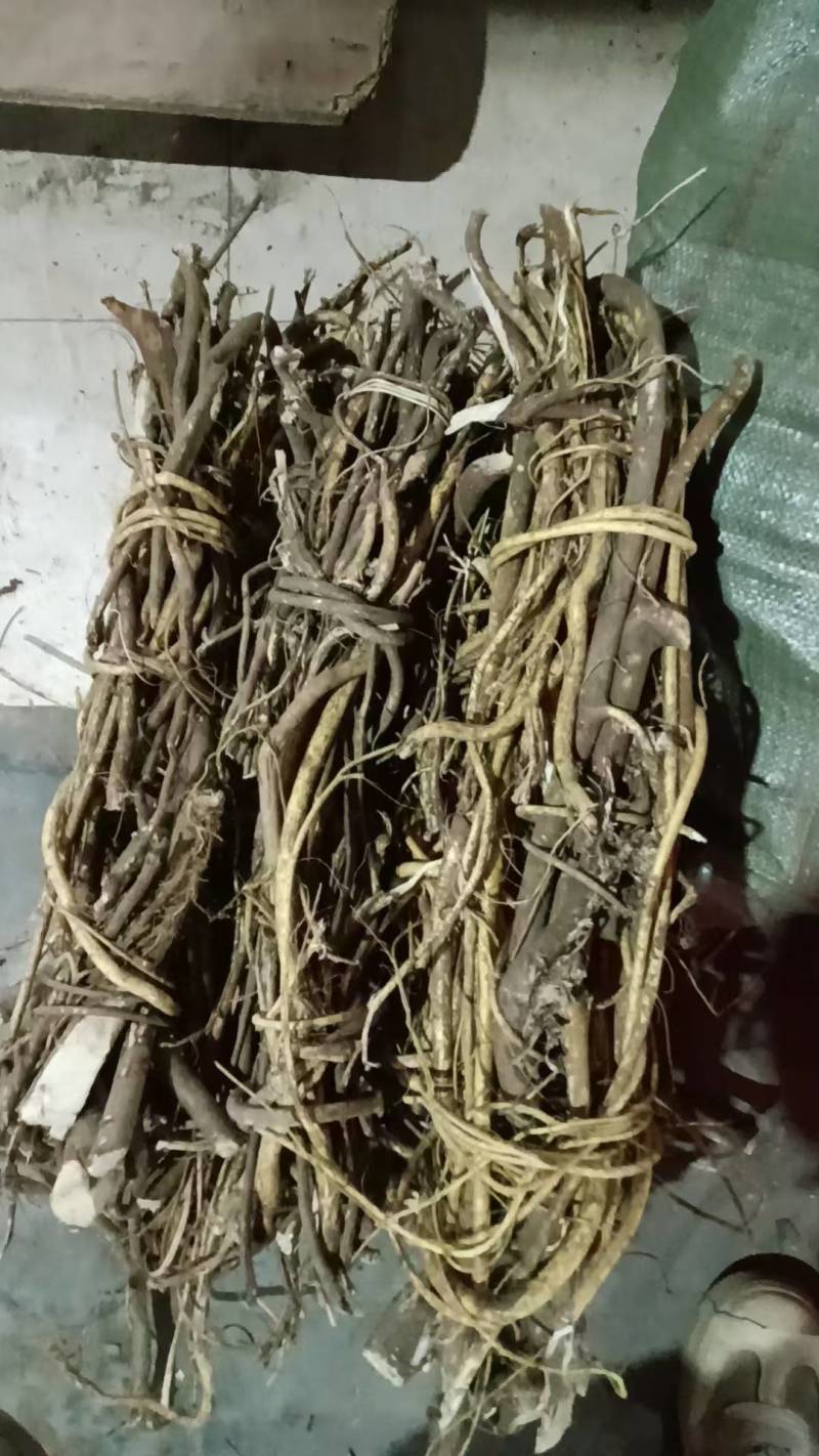 野生五指毛桃鲜货